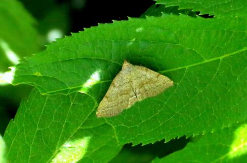 Pechipogo strigilata